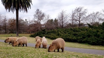 Ambientalistas denunciaron que el traslado irregular de carpinchos en Nordelta