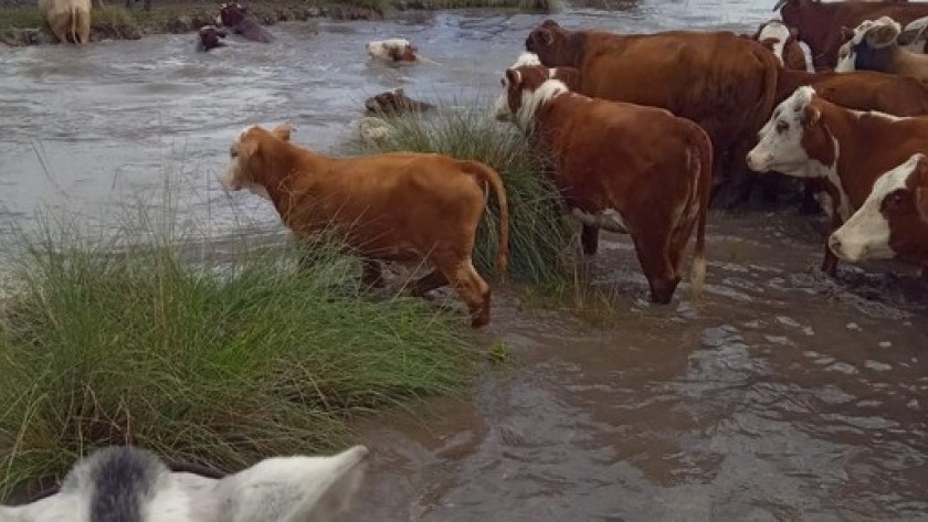 La producción ganadera al borde del colapso en Santa Fe